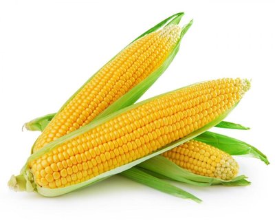 Насіння кукурудзи ДКС 3511 (DKC 3511) 985 фото