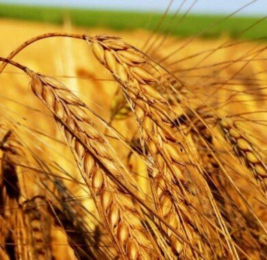 Насіння озимої пшениці Катруся Одеська 829 фото