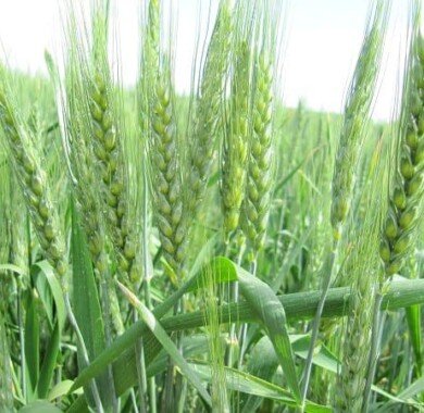 Насіння озимої пшениці Октава Одеська 831 фото