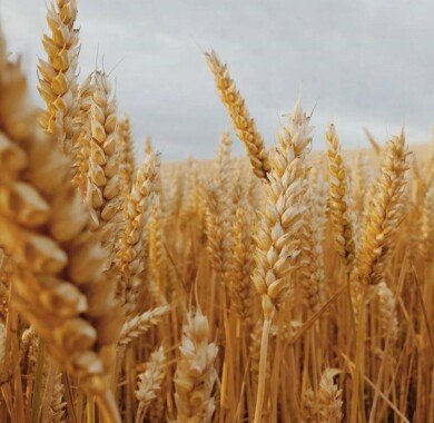 Насіння озимої пшениці Перспектива Одеська 833 фото