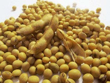 Насіння сої Хардін. Перша репродукція,Еліта s0011 фото