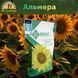 Насіння соняшника Альмера 887 фото 1