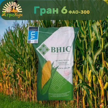 Насіння кукурудзи Гран 6 ФАО-300 NK-107 фото