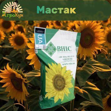 Насіння соняшника Мастак під Гранстар 903 фото