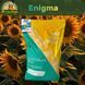 Насіння соняшника Енігма 117 фото 1