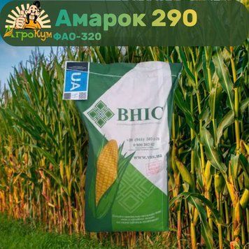Насіння кукурудзи Амарок 290 ФАО-320 NK-109 фото