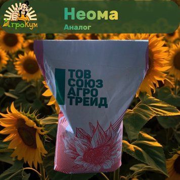 Насіння соняшника Неома (аналог) Стандарт 705 фото