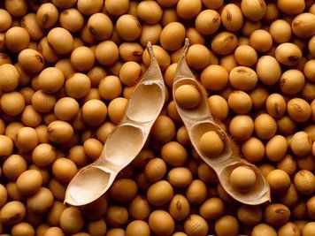 Насіння сої Махоні. Перша репродукція,Еліта 1015 фото