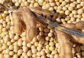 Насіння сої S007-Y4. Перша репродукція,Еліта 1016 фото