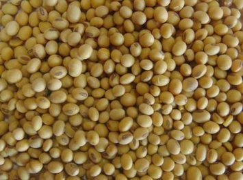 Насіння сої НСК Ватсон. Перша репродукція,Еліта 1017 фото