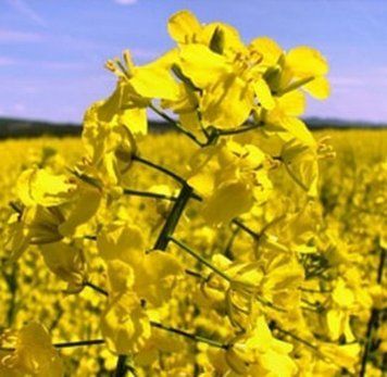 Насіння озимого ріпаку Черний велетень 806 фото