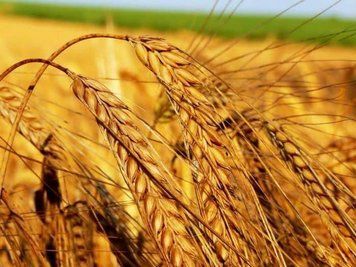 Насіння озимої пшениці Катруся Одеська Супереліта 829 фото
