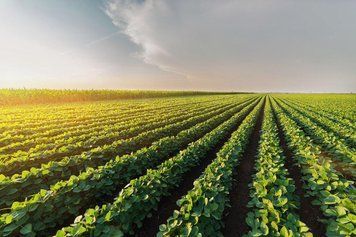 Ранній сорт сої PS 0035 NR2. Перша репродукція,Еліта s005 фото